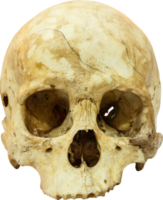 crâne humain sapiens png