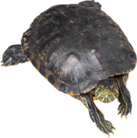 tortuga de orejas rojas trachemys scripta elegans se arrastra y levanta la cabeza png