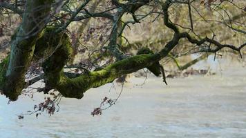 boom takken hangende over- de rivier- video