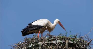 A white stork cleans its nest on the blue sky background video