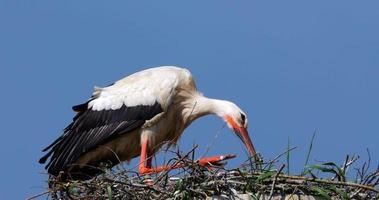 een wit ooievaar in haar nest krassen haar bek met haar been Aan de achtergrond van de blauw lucht video