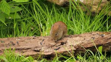 un ratón de campo salvaje buscando comida en una pila de leña en el bosque
