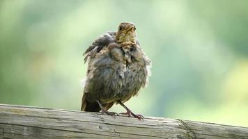 female ruffled blackbird perched on a horizontal post video