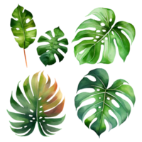 grön tropisk löv vattenfärg png
