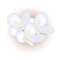 composición de flor de magnolia blanca realista coloreada png