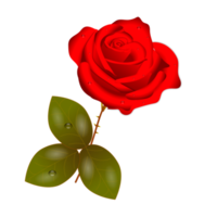 ensemble réaliste de fleurs roses rouges avec différentes couleurs et formes isolées png