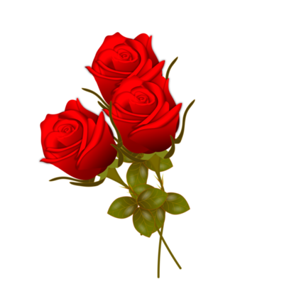 Red Rose PNGs for Free Download