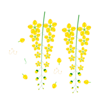 cassia fistula flower, national flower of thailand png