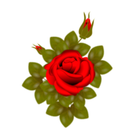 ensemble réaliste de fleurs roses avec différentes couleurs et formes isolées png