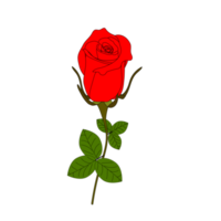 ensemble réaliste de fleurs roses rouges avec différentes couleurs et formes isolées png