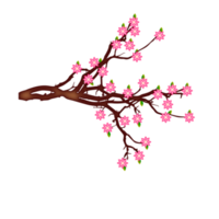 frühlingsblütenhintergrund mit pflaumen- oder kirschblüte png