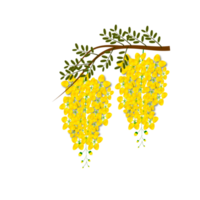 cassia fistelblume, nationalblume von thailand png