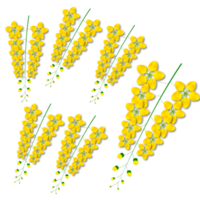 Cassia fistola fiore, nazionale fiore di Tailandia png