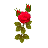 conjunto realista de flores rosas rojas con diferentes colores y formas aisladas png