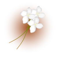 colored realistic white magnolia flower composition png