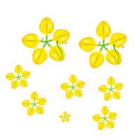 Cassia fistola fiore, nazionale fiore di Tailandia png