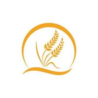 Agriculture wheat vector