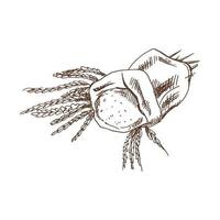 Bag with flour and spikelets of wheat sketch drawing. Vector hand drawn bakery Illustration. Detailed retro style images. Vintage sketch for labels.