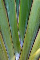 Travelers palm tree pattern background photo