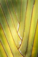 Travelers palm tree pattern background photo
