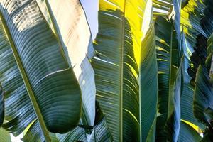 Travelers palm tree pattern background photo