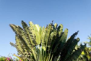 Travelers palm tree pattern background photo
