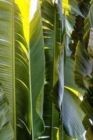 Travelers palm tree pattern background photo