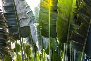 Travelers palm tree pattern background photo