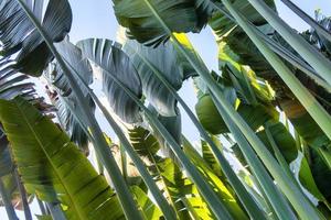 Travelers palm tree pattern background photo
