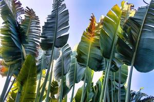 Travelers palm tree pattern background photo