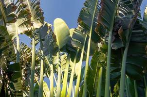Travelers palm tree pattern background photo