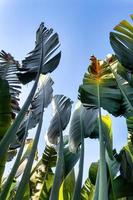 Travelers palm tree pattern background photo