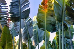Travelers palm tree pattern background photo