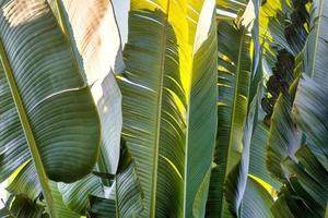 Travelers palm tree pattern background photo