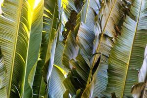 Travelers palm tree pattern background photo