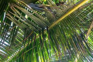 Palm tree green leaves background photo