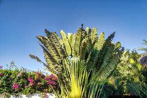 Travelers palm tree pattern background photo