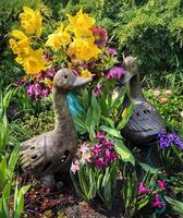 rincón del jardín con ramo de narcisos, eléboro y jacintos foto