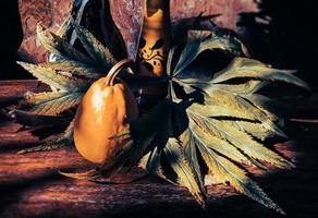 Pumpkin and hellebore leaves photo