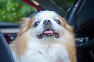 Portrait of white chihuahua dog sitting in front of car prepare to travel photo