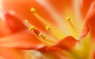 flor de clivia miniata de color naranja foto