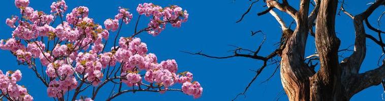 dry tree against blue sky photo