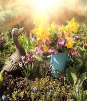 Garden corner with bouquet of daffodils, hellebore and  hyacinths photo