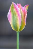 Selective focus of one pink or lilac tulip in a garden with green leaves. Blurred background. A flower that grows among the grass on a warm sunny day. Spring and Easter natural background with tulip.