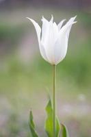 Selective focus of one white tulip in the garden with green leaves. Blurred background. A flower that grows among the grass on a warm sunny day. Spring and Easter natural background with tulip. photo