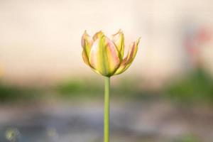 enfoque selectivo de un tulipán amarillo en el jardín con hojas verdes. fondo borroso una flor que crece entre la hierba en un día cálido y soleado. fondo natural de primavera y pascua con tulipán. foto