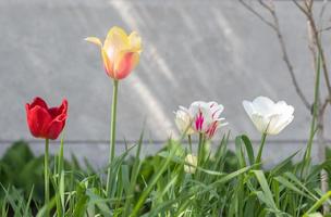 Selective focus. Many different tulips in the garden with green leaves. Blurred background. A flower that grows among the grass on a warm sunny day. Spring and Easter natural background with tulip. photo