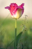 Selective focus of one pink or lilac tulip in a garden with green leaves. Blurred background. A flower that grows among the grass on a warm sunny day. Spring and Easter natural background with tulip. photo