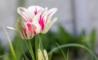 Selective focus of one white tulip in the garden with green leaves. Blurred background. A flower that grows among the grass on a warm sunny day. Spring and Easter natural background with tulip. photo