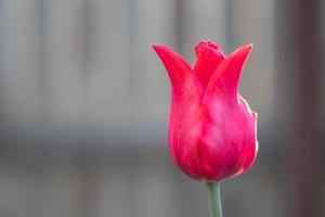 Selective focus of one red tulip in the garden with green leaves. Blurred background. A flower that grows among the grass on a warm sunny day. Spring and Easter natural background with tulip. photo